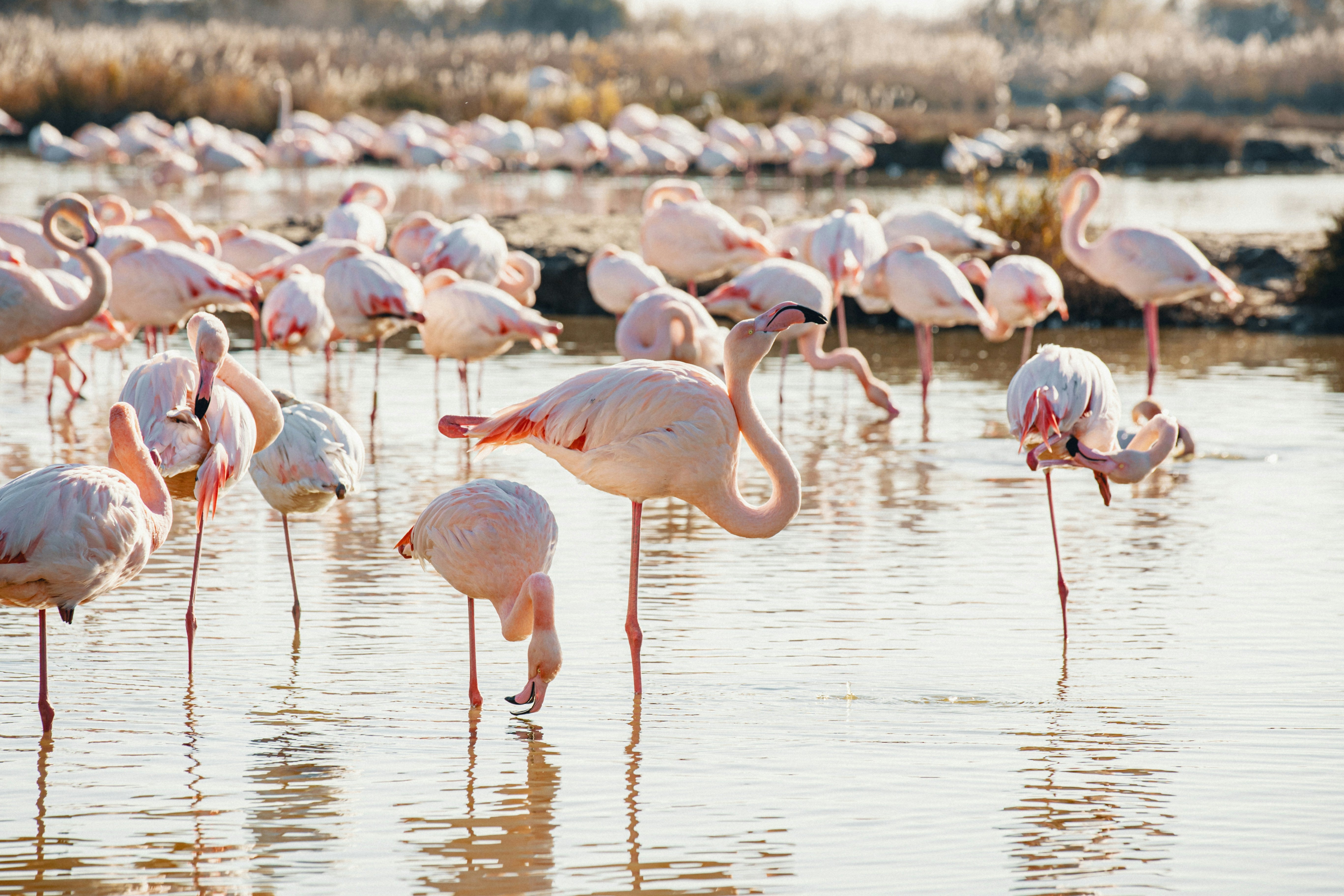 Was deine Hautgesundheit mit Flamingos gemeinsam hat!
